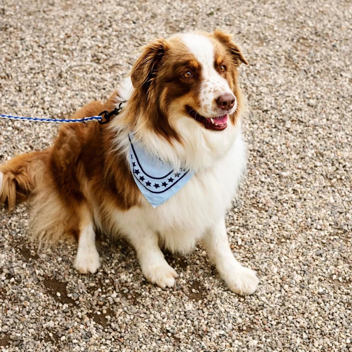 HAY | Dogs Scarf - Light Blue HAY | Dogs Scarf - Light Blue -Home Product Store R04271221 LIGHTBLUE ALT02