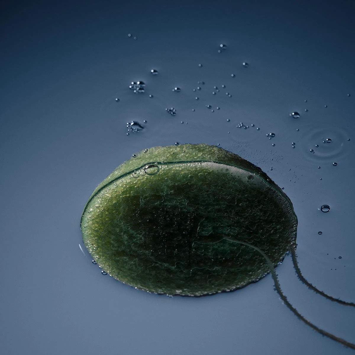 Guy Morgan | Matcha Tea Konjac Sponge Guy Morgan | Matcha Tea Konjac Sponge -Home Product Store earl of east guy morgan skincare 1