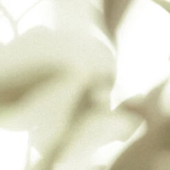 Earl Of East | Viagem - Soy Wax Candle - 260ml [9.1oz] -Home Product Store earl of east viagem natural soy wax candle 260 2